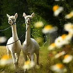 Alpakas Im Chemnitztal Taura