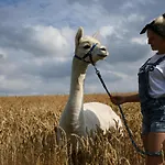 Alpakas Im Chemnitztal * Taura