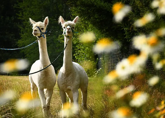 Alpakas Im Chemnitztal Taura