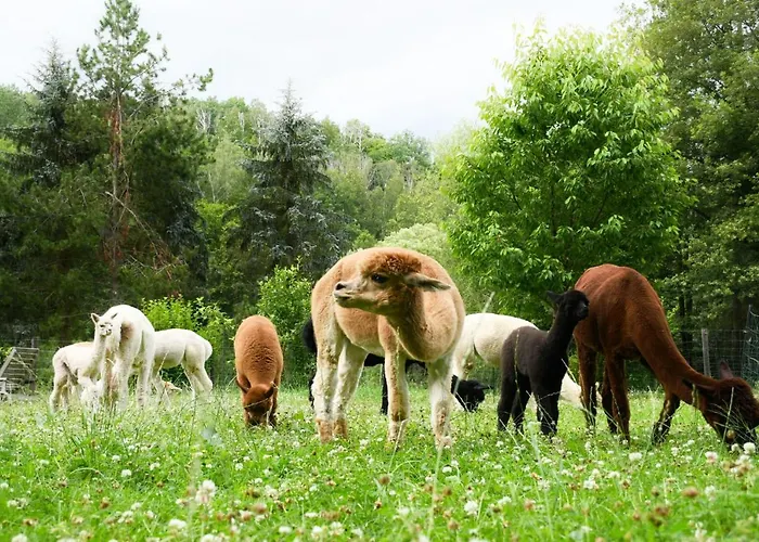 Alpakas Im Chemnitztal 公寓 Taura