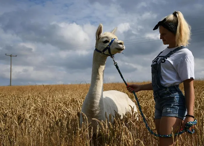 Alpakas Im Chemnitztal * Taura